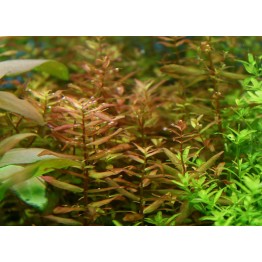 Rotala macrandra 'Narrow Leaf'